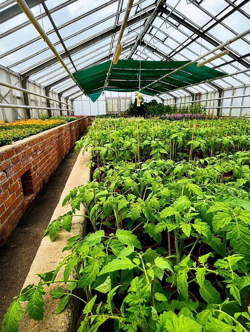 Anzuchtgewächshaus mit Tomatenpflanzen Anzuchtgewächshaus mit Tomatenpflanzen