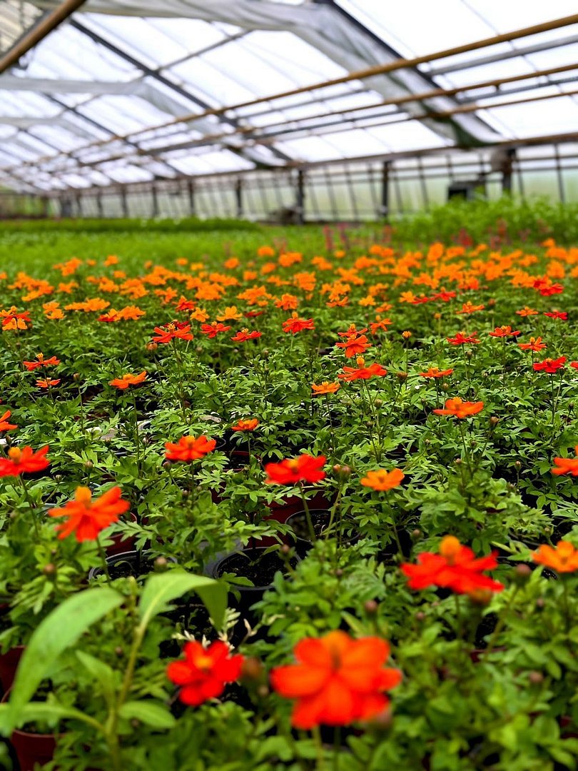 großes Gewächshaus mit Sommerbepflanzung großes Gewächshaus mit Sommerbepflanzung