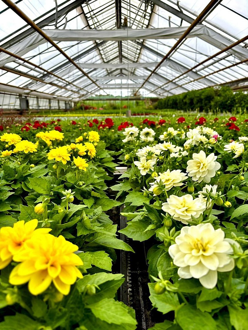großes Gewächshaus mit Sommerbepflanzung großes Gewächshaus mit Sommerbepflanzung